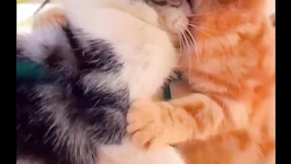 Seconds, a romantic cat love story#fyp