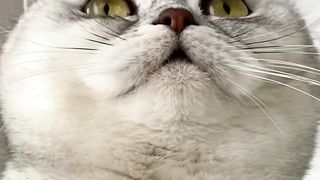 Смешной кот