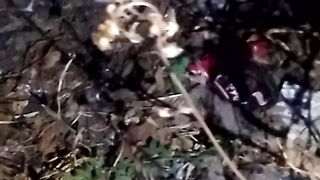 Animal. Lovers 4