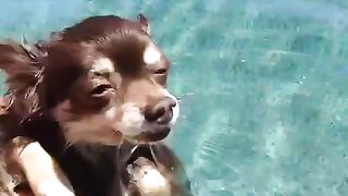 swimming dog 2