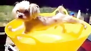 dog in a pinch