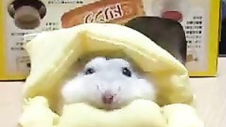 Hamster can't come out because it's cold