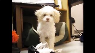 A dog who gets angry when his prank is discovered