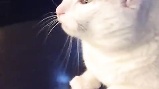cat in rhythm