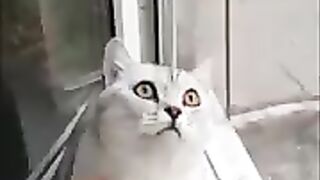 Cat looking at white wall all the time