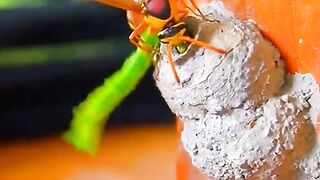 HONEY BEE ATTACK