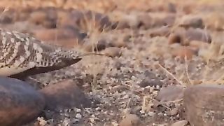 Animl