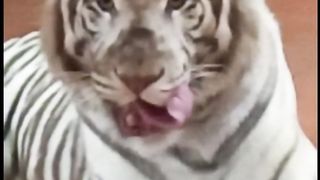White tiger 2