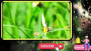 Natural Beauty 10