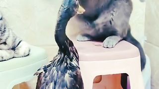 Cats And Duck Love Funny Video - cats funny video - #febspot #foryou