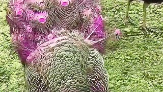 Pin_by_The_World_onichan_on_Amazing_^^_[Video]_|_Most_beautiful_birds,_Beautiful_birds,_Pretty_birds.