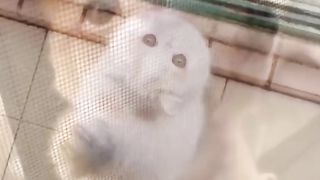 Pet 4