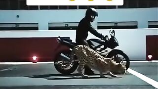 cheetah VS ninja bike race for bike fans ........ with I am a rider song