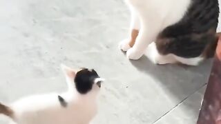 Cute funny cat 3