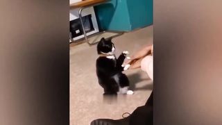 Funny cats videos 5