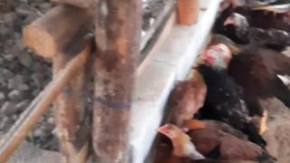 Chicken eat 4