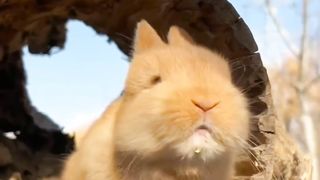 Rabbit...