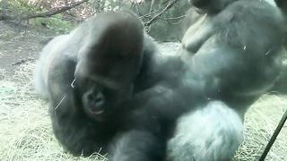 The gorilla  video