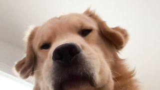 Dog fun 3