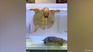 Very funny Animals Video