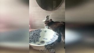 Very funny animals video 2