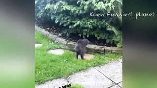Very funny animals video 3