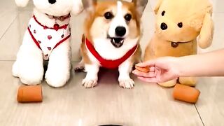 Beautiful funny cat videos