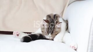 ???? "Adorable Cat's Playtime Adventure!" ????Pets
