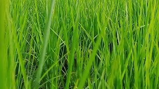 Beautiful Relaxing View | Nature 4K |Calming Video | shortsvideo | Febspot
