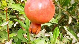 Beautiful View of Pomegranate | Nature Relaxation | 4K Video | Febspot