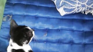 the fighter cats