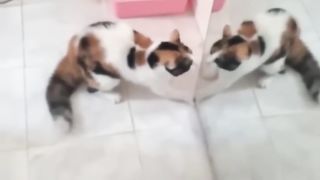Funny Cat 66