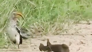 Achu ke chalakiyaann