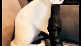Funny cat 215