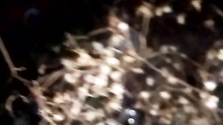 Animal lovers6