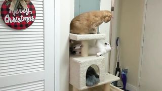 Funny | "It's Over, Anakin! I Have the High Ground!" | FunFM