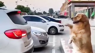 Funny | This Car Has Barking Assistance? Woof-tastic! | FunFM