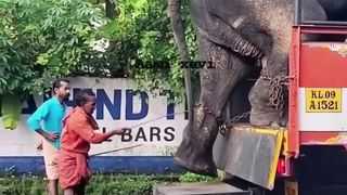 elephant 3