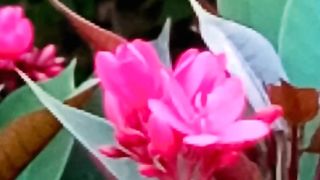 in the Garden