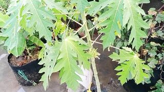 بہت معلوماتی ویڈیو