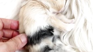 Pet 5