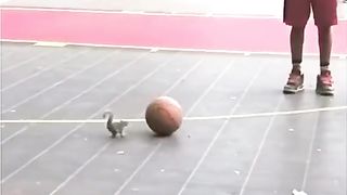 Amazing squirrel off the ball