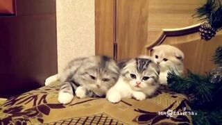Cats who yawn contagiously