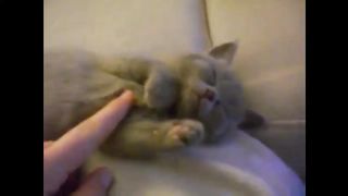 A cute cat that reacts when you touch its belly