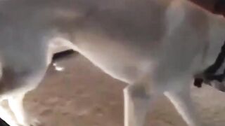 dog putting blanket on baby