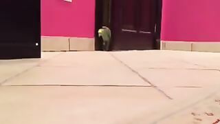 A parakeet who came to laugh with me