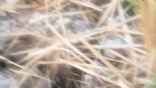 Animal livers 4