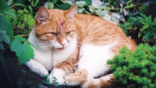 Funny cat videos - cats moving