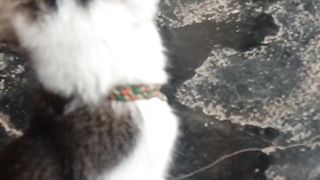 I found a cute kitten on the street and took him home