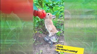 My pet rabbit and tortoise cooperate to eat yellow pepper????????????